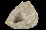 Mosasaur (Prognathodon) Tooth In Rock - Nice Tooth #96187-1